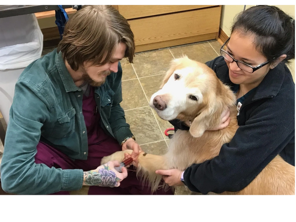 two women smiling drawing blood from elderly dog vet clinic