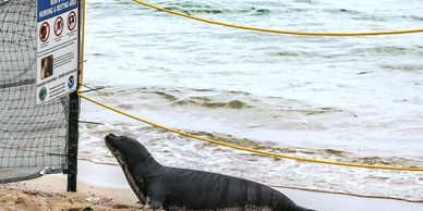 Hawaiian Monk Seal Pup Nanea reading NOAA posted safe-distance guidelines.  
 "What's a Monk Seal Ma