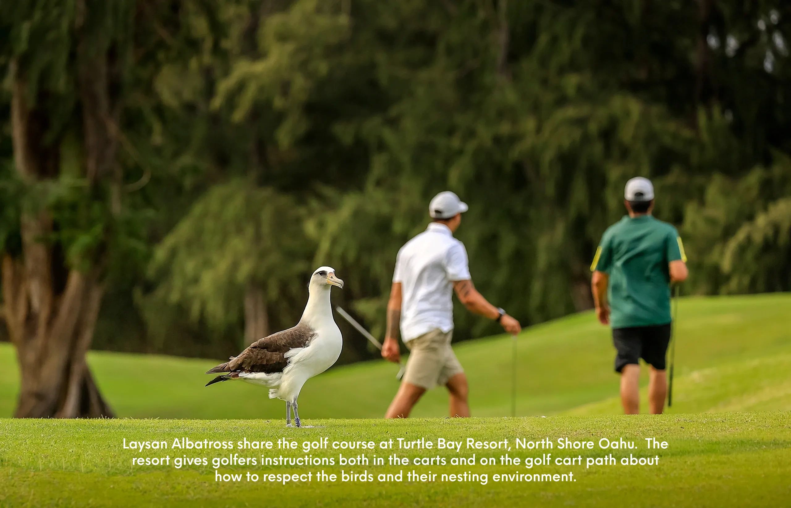 Laysan Albatross and golfers share the course at Turtle Bay Resort, North Shore Oahu