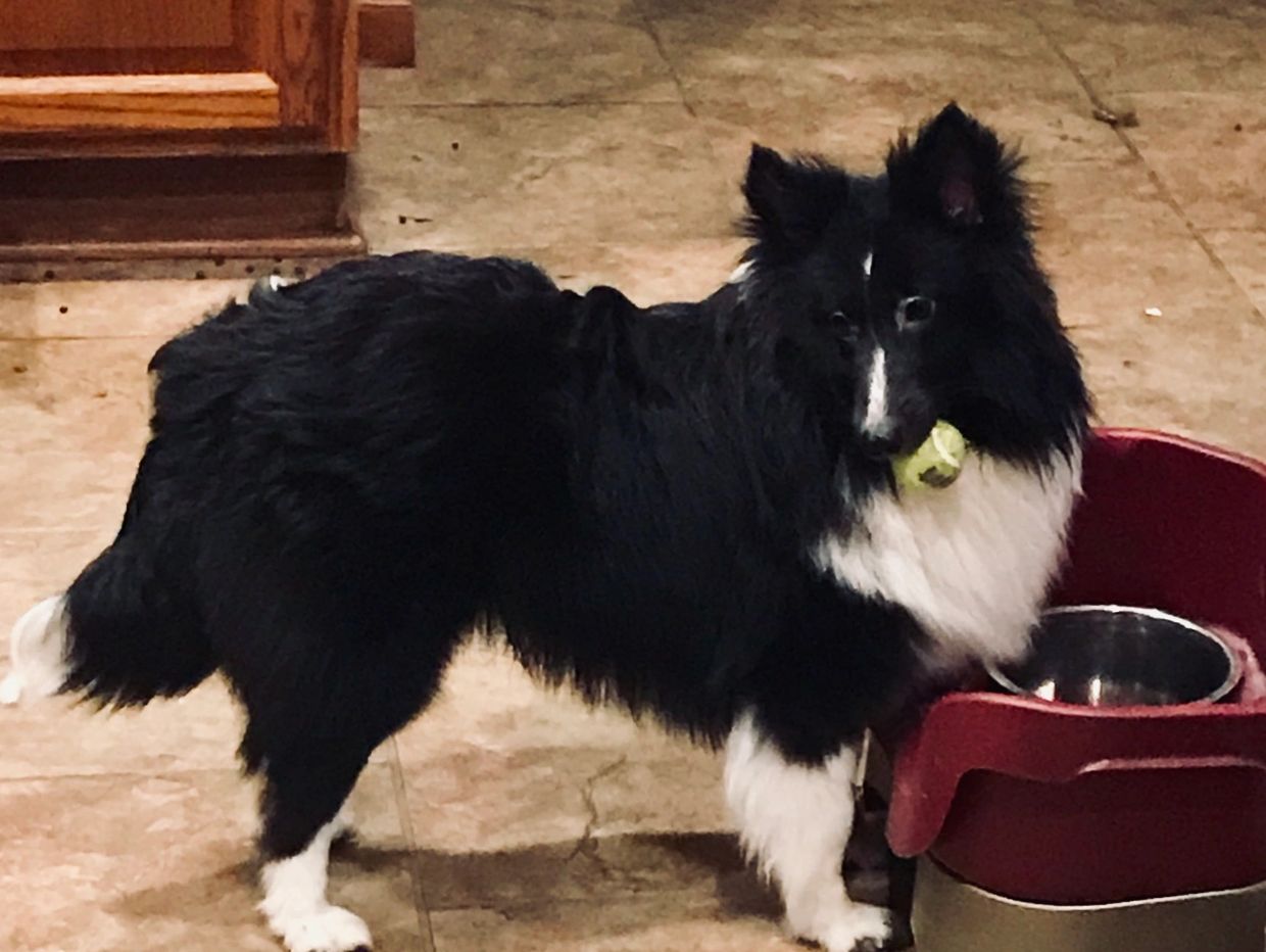 Meet Happy Little Treasure!  We are proud to have this bi-black champion lines join our family.