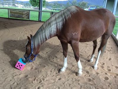 curious horse rolling the dice