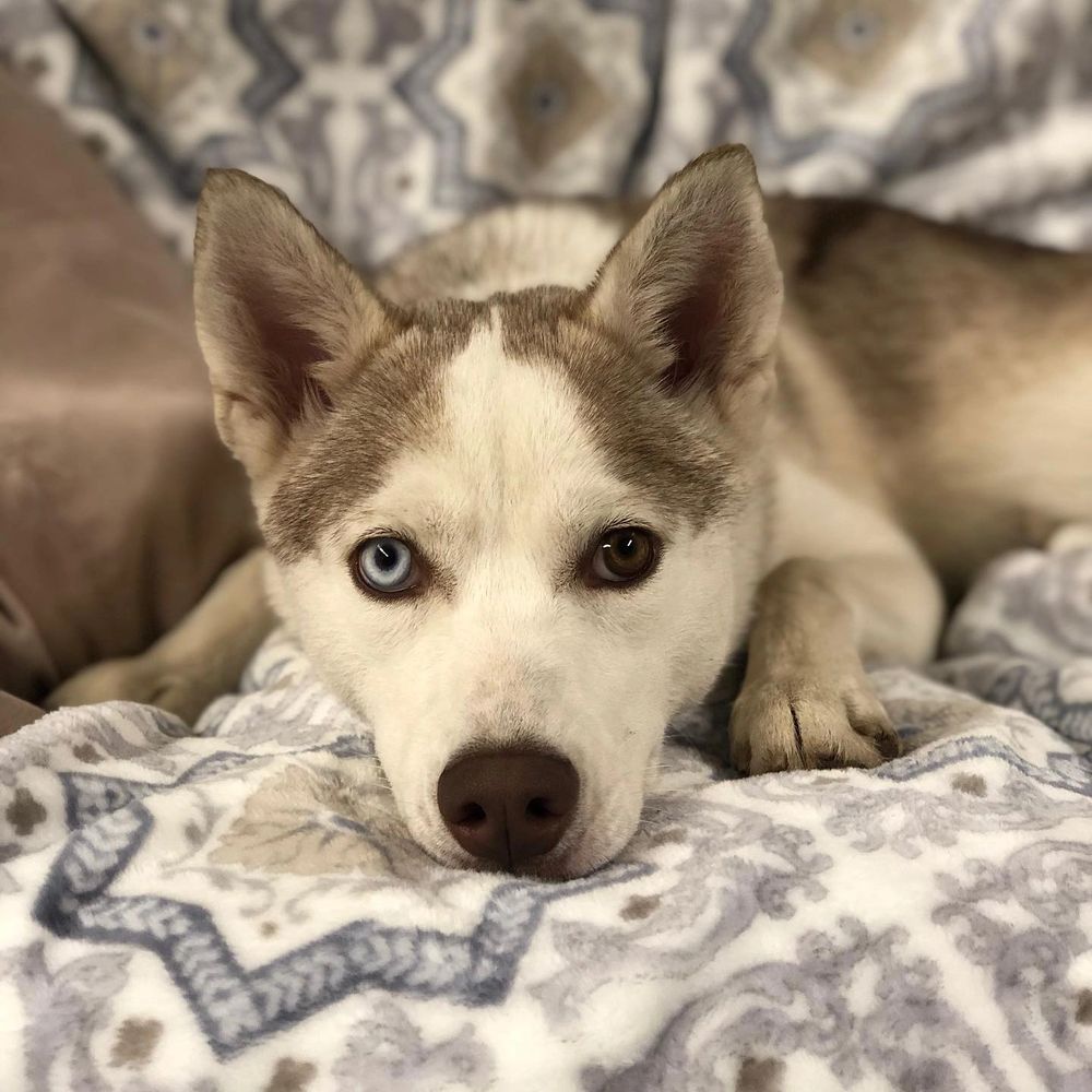Beautiful fur baby enjoying our luxury dog boarding accommodations!