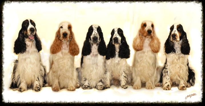 ashbrook english cockers