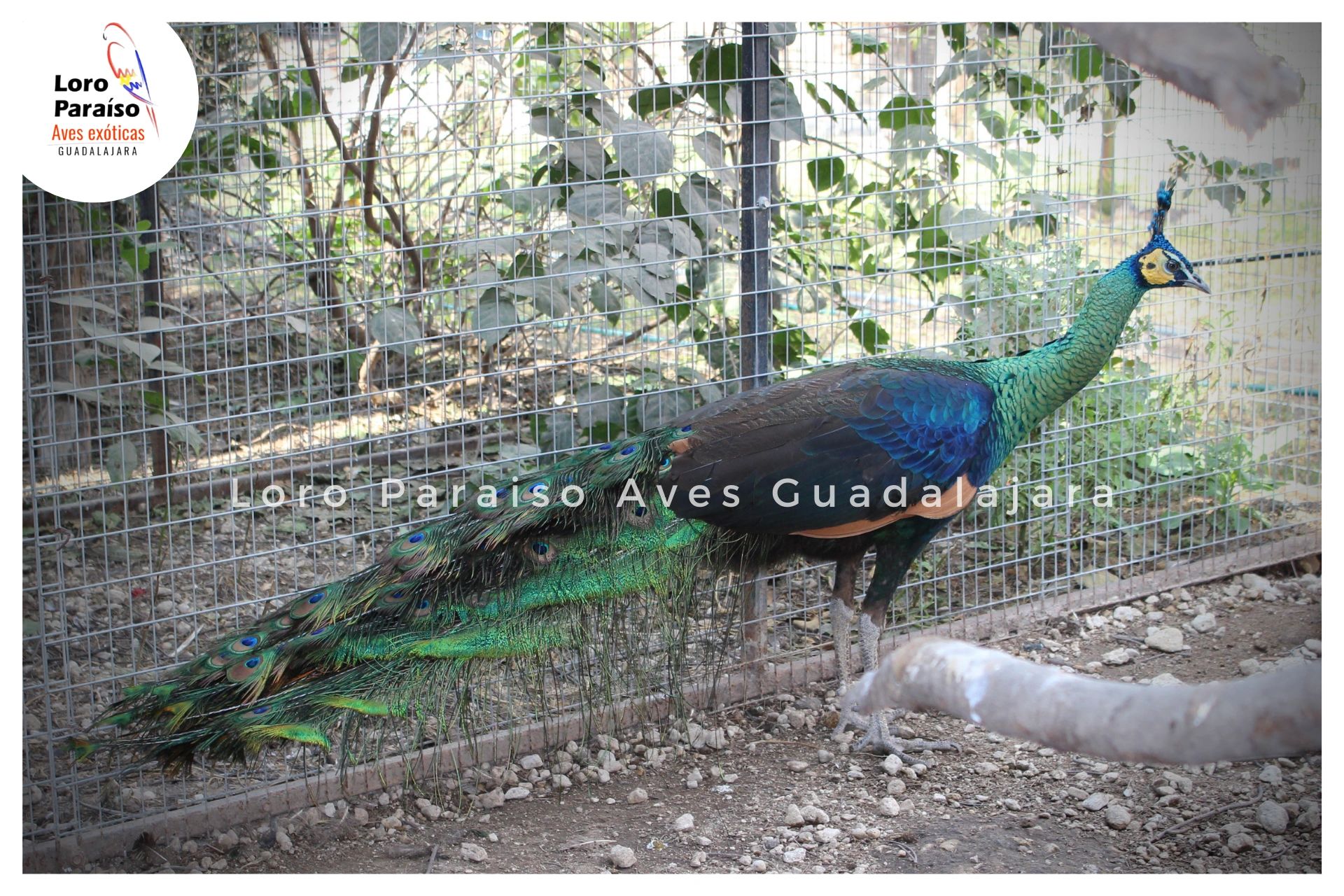 Pavo Real Verde de Java (Pavo muticus)