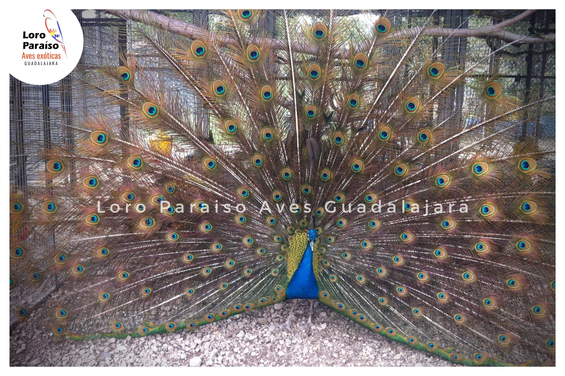 Pavo Real Azul  (Pavo Cristatus)