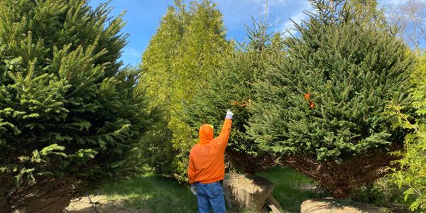 Pine trees at the Stanley Nursery