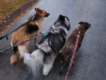 dog training - pet day care service