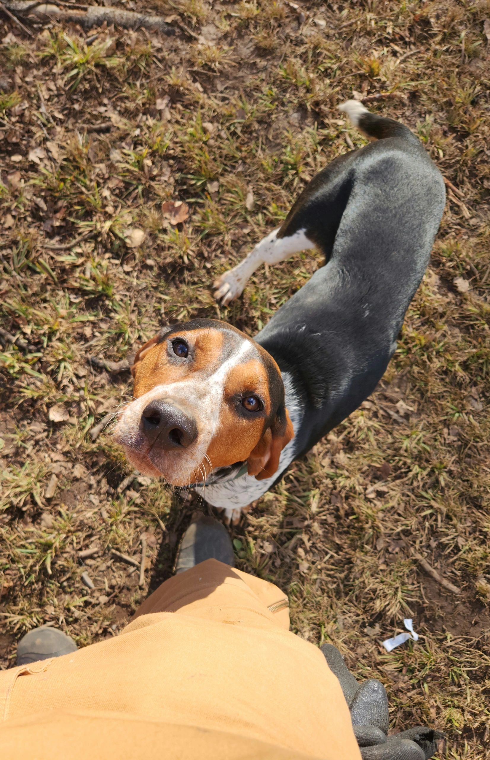 T the bluetick coonhound! Our rescue dog