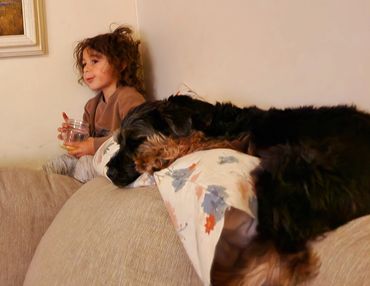 Roman hanging on the couch