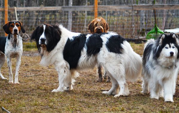 The dog pack