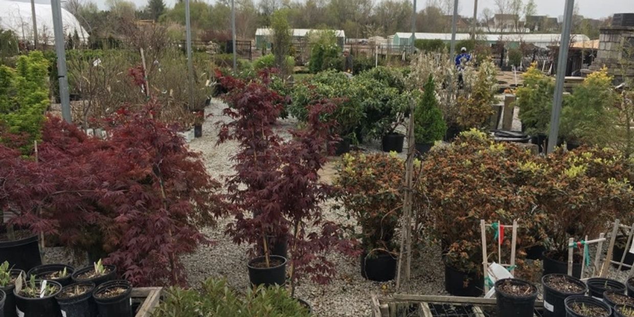 Plant Yard Spring 2019