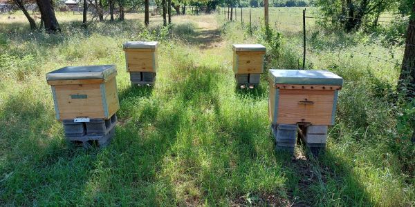 Four wooden beehives on cinder blocks in a grassy area with trees.