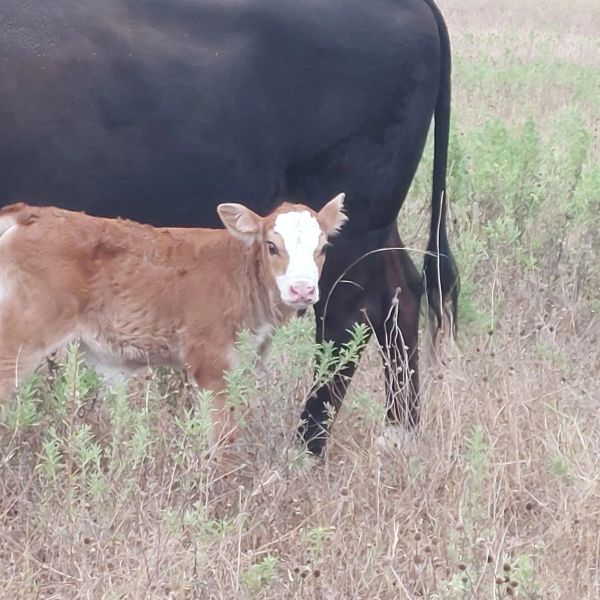 A calf standing next to its black mother cow in a grassy field.