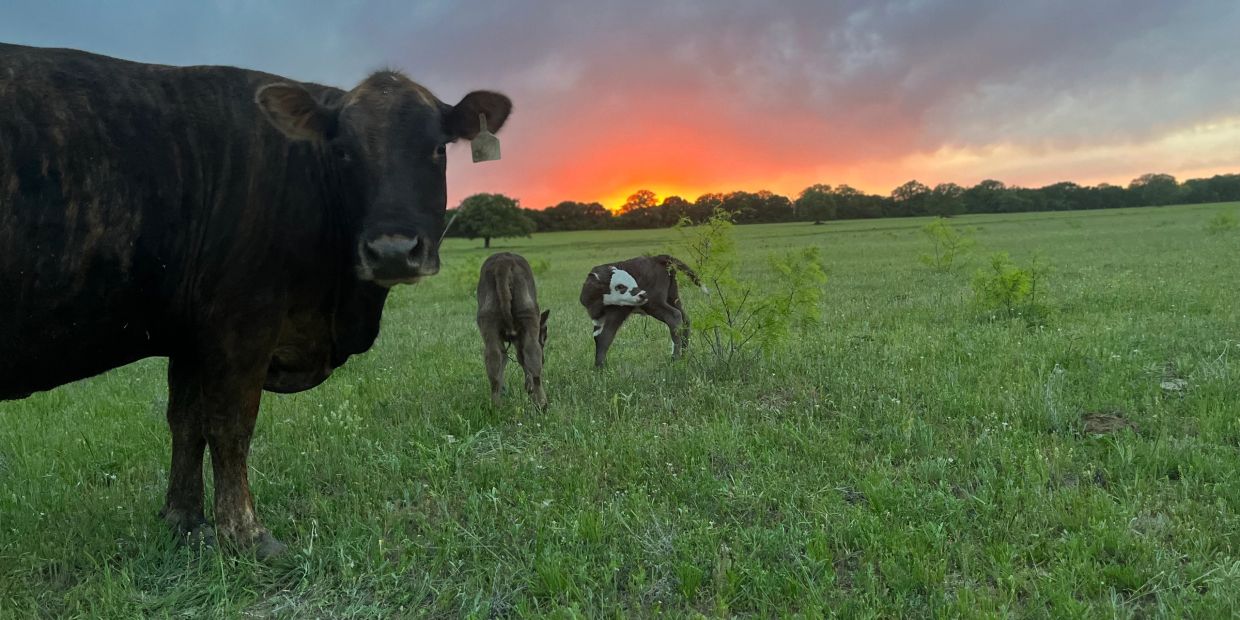 Cow and calves grazing in a green field at sunset.