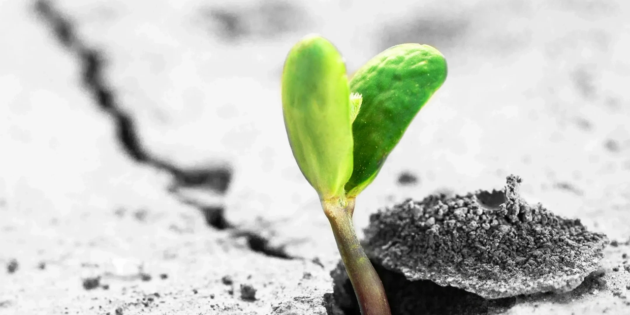 A young green sprout growing through cracked soil, symbolizing hope and resilience.