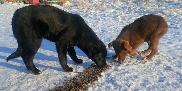 Spirit of Hope Rescue