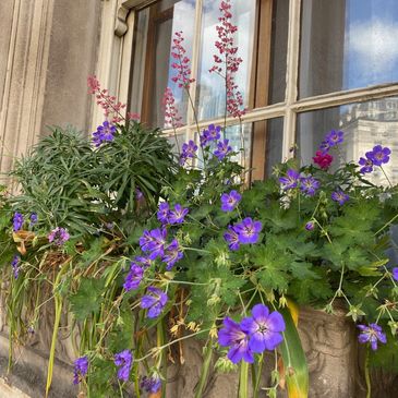 bee friendly window box