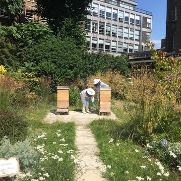 Bloomsbury bees