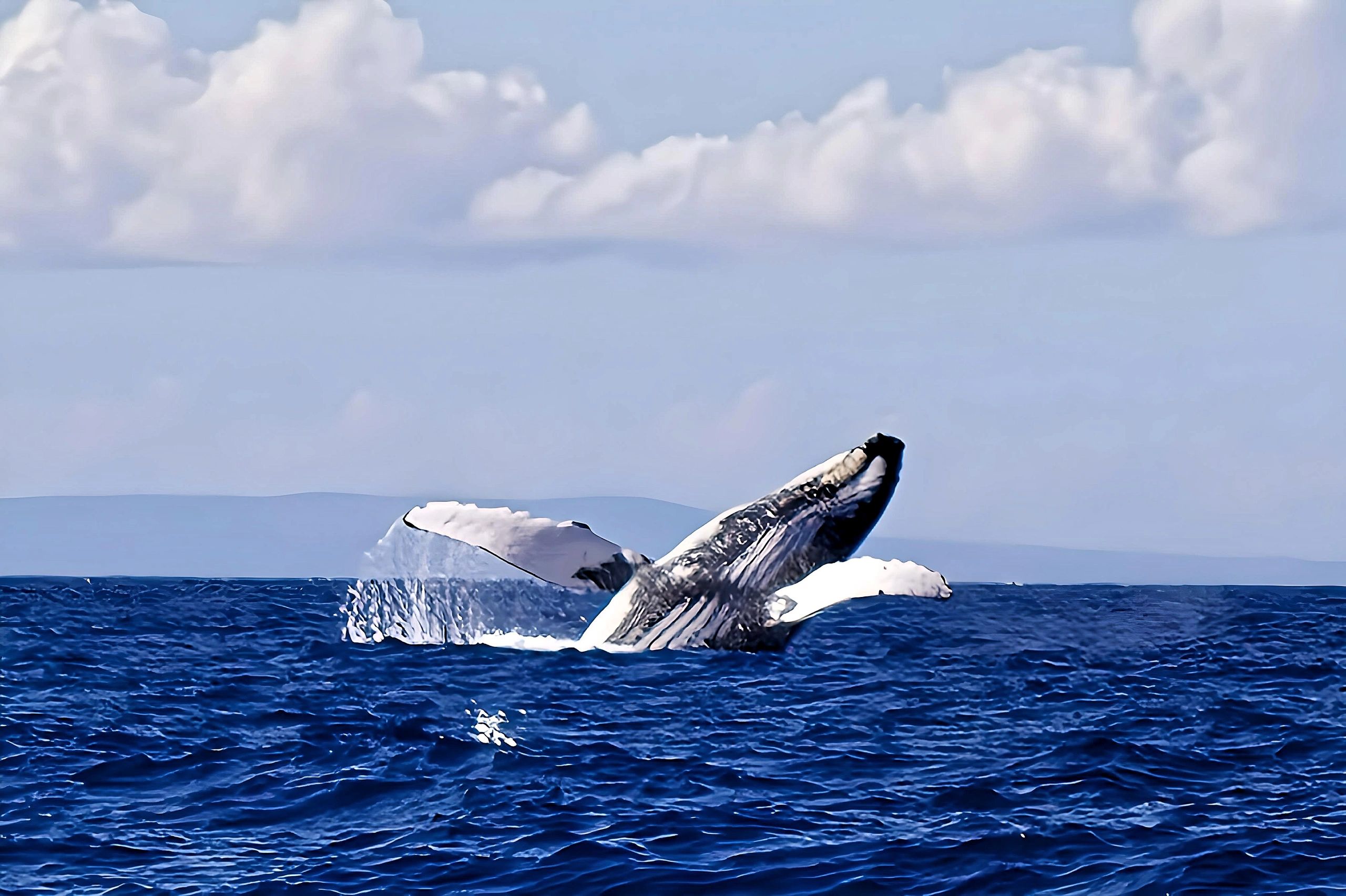 Maui humpback whale off the Lahaina coastline 1/2025