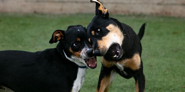 Two dogs playing at Happy Dog Daycare in Denver.