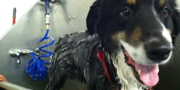 Dog getting groomed and cleaned at Happy Dog Daycare in Denver.