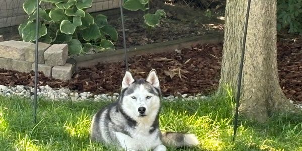 Free and loved, our mission and desire for all huskies❤️