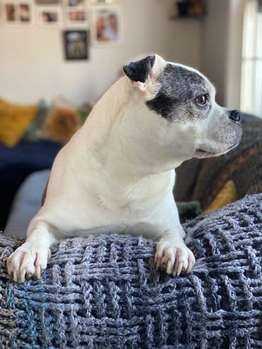 picture of a white dog with black patch over eye standing with arms over coach and looking to left