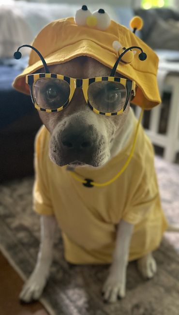 dog wearing yellow bee hat, yellow glasses, and yellow t-shirt