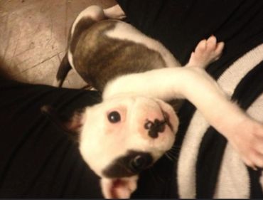 small white and brown puppy laying down and staring at camera