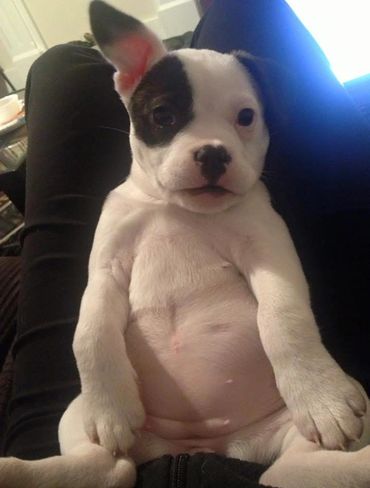 picture of baby puppy with one ear standing straight up and big belly sitting on someone's lap