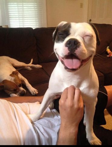 dog standing on man who is rubbing her belly. she has eyes closed and smiling.
