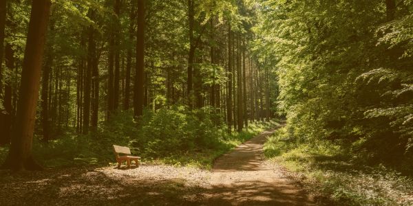 A forest path with a wooden bench.