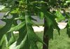 After: Healthy tree cured of Iron Chlorosis