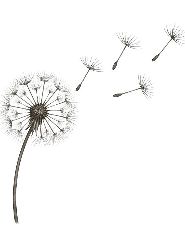 Delicate dandelion seeds blowing away in the wind.