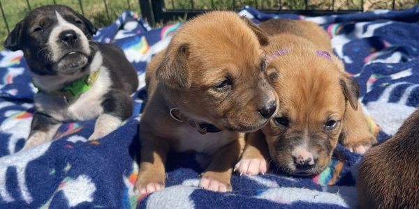 New tiny puppies