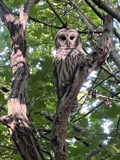 "Barry" the Barred Owl - at Hill's Hill