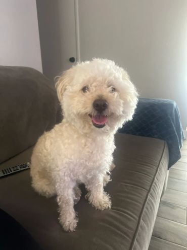 A fluffy white dog sitting happily on a couch.