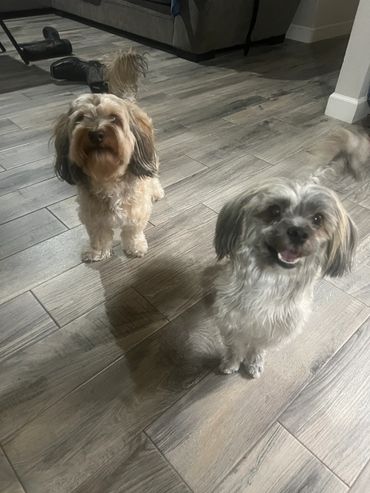 Two small fluffy dogs standing on a wooden floor indoors.