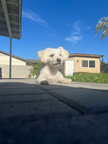 Small white dog resting on a patio under clear blue sky.
