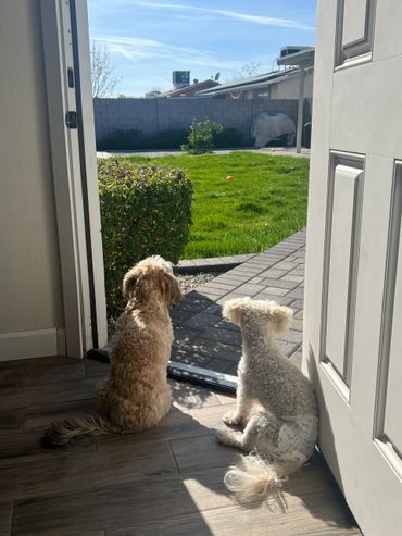 Two small dogs sitting by an open door looking outside on a sunny day.