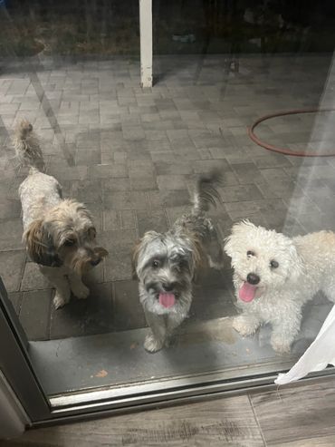 Three small dogs eagerly waiting outside a glass door.