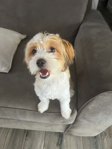Small fluffy dog sitting on a gray couch, looking up excitedly.
