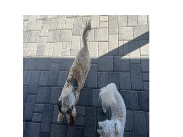 Two small dogs standing on a paved surface, one in shadow and one in sunlight.