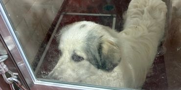 A teddy dog on the floor