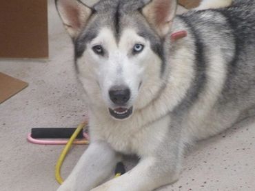 A dog is sitting on the floor