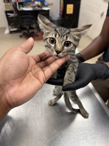 A man is feeding the cat.