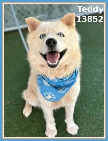 A white colored dog looking on the camera