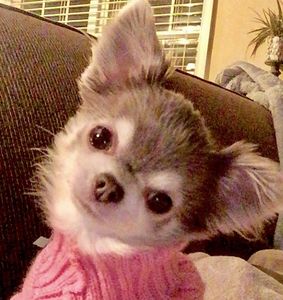 Beanie is my 3 lb angel, and is a chocolate blue long haired chihuahua. She works with me (a/k/a n