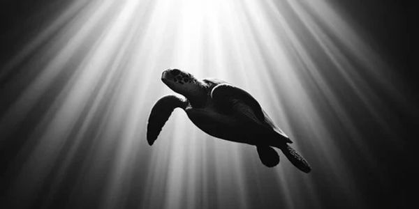 Premium Padel Wear supporting the conservation of Sea Turtles