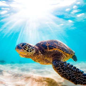 Tortuga Padel "Sea Turtles" Sportswear